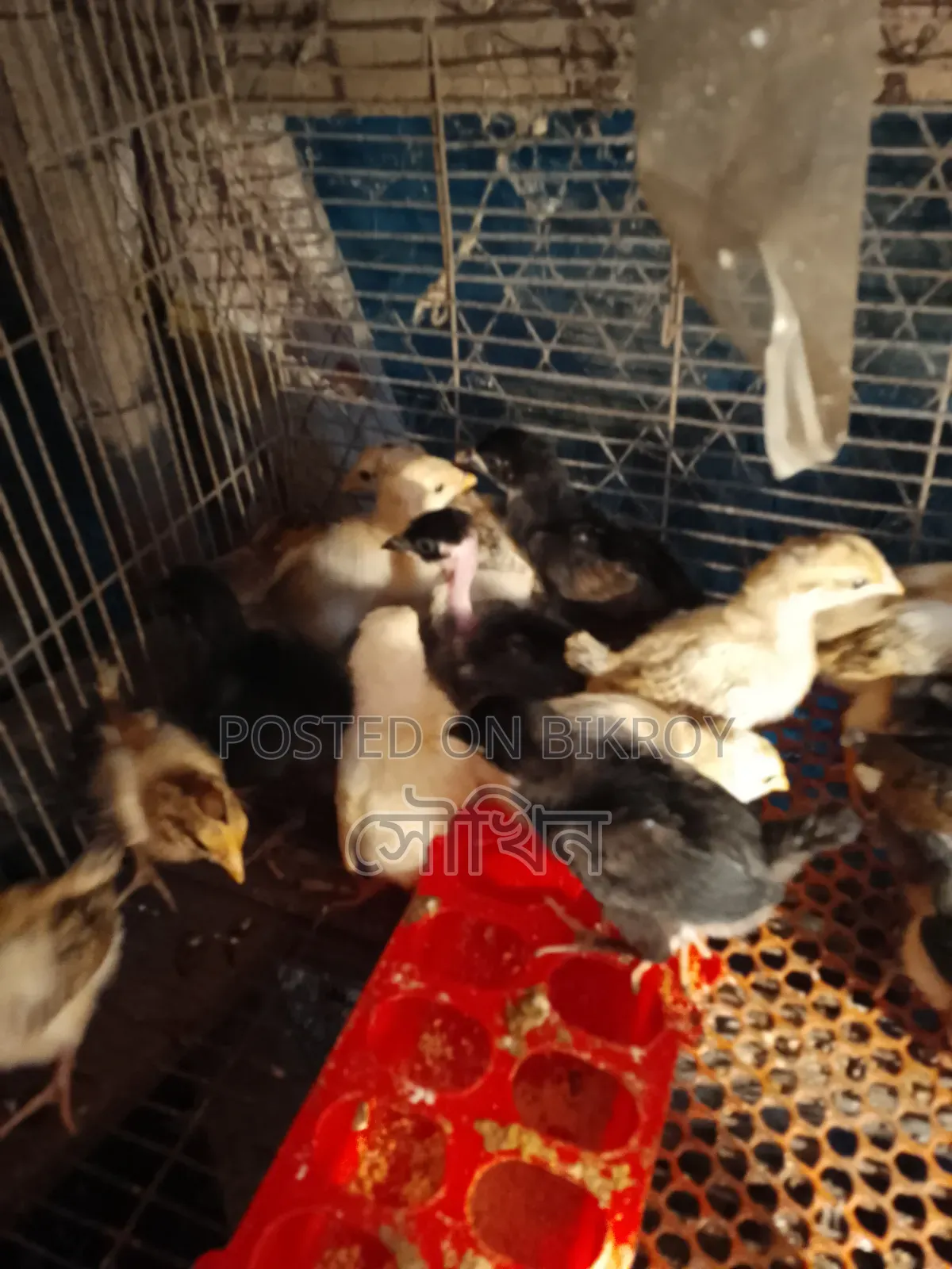 16-day-old local chicken chicks vaccinated location Chittagong Patiya