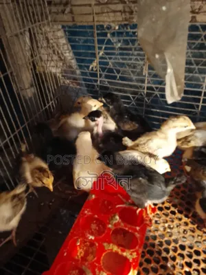 16-day-old local chicken chicks vaccinated location Chittagong Patiya