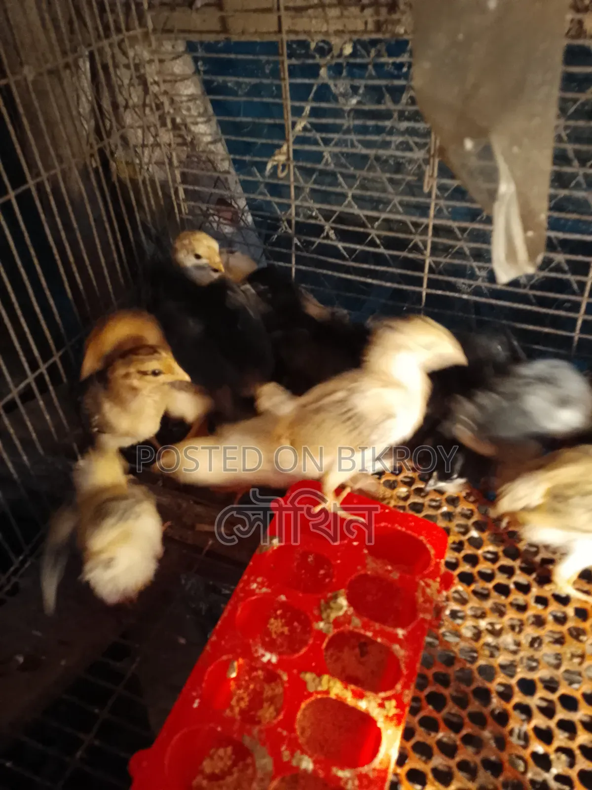 16-day-old local chicken chicks vaccinated location Chittagong Patiya