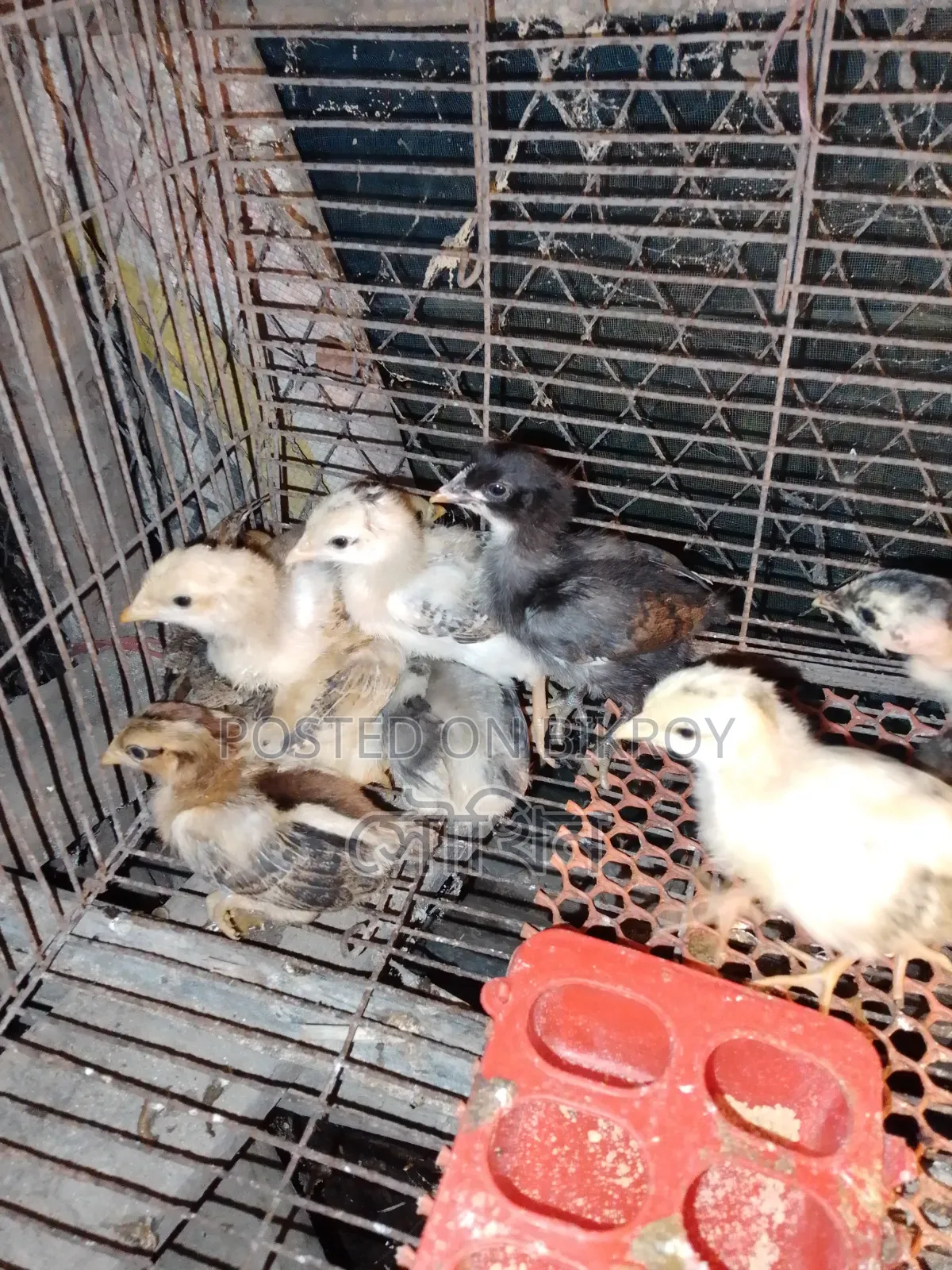 16-day-old local chicken chicks vaccinated location Chittagong Patiya