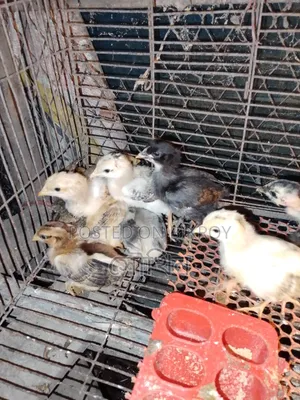 16-day-old local chicken chicks vaccinated location Chittagong Patiya