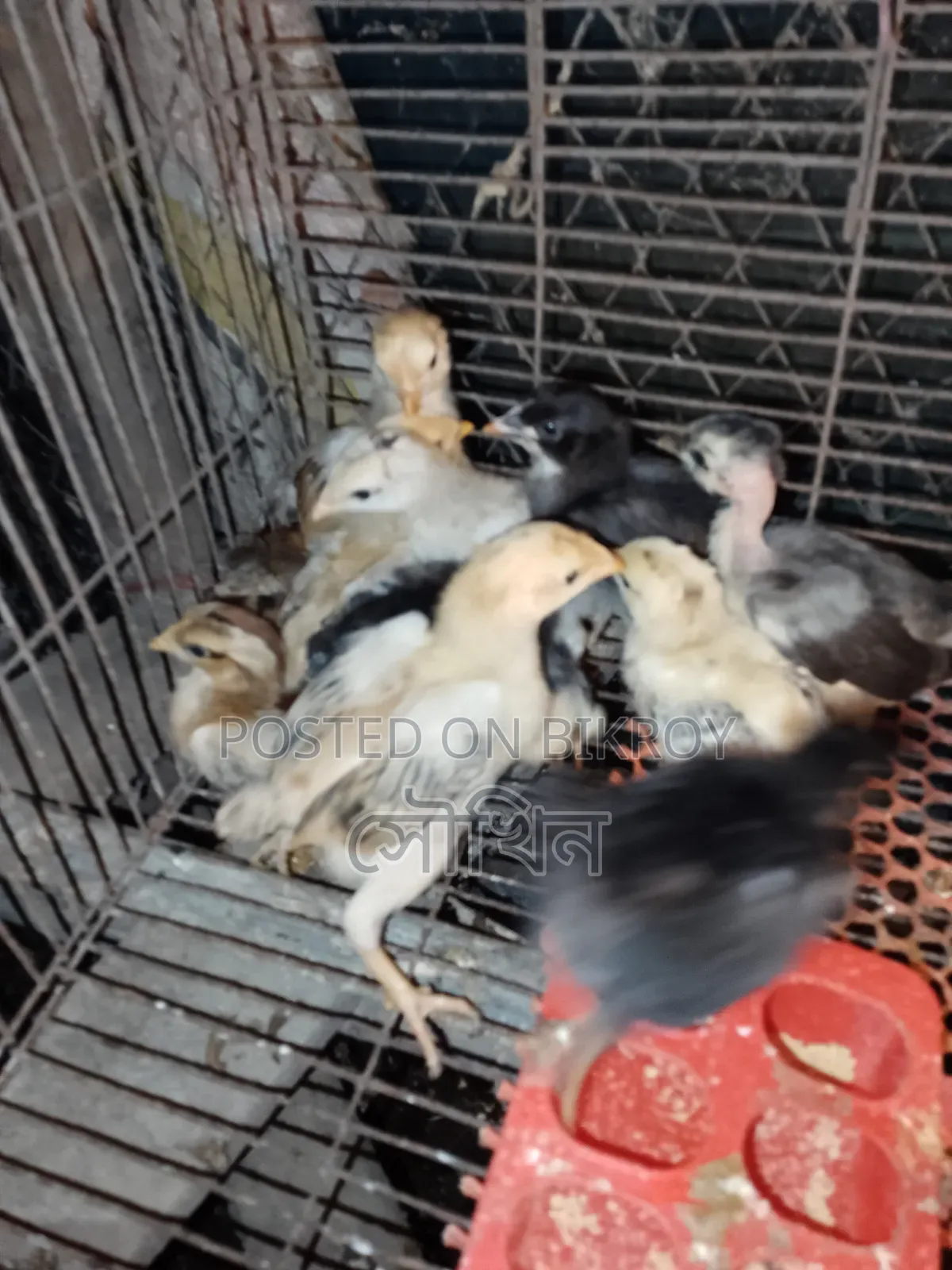 16-day-old local chicken chicks vaccinated location Chittagong Patiya