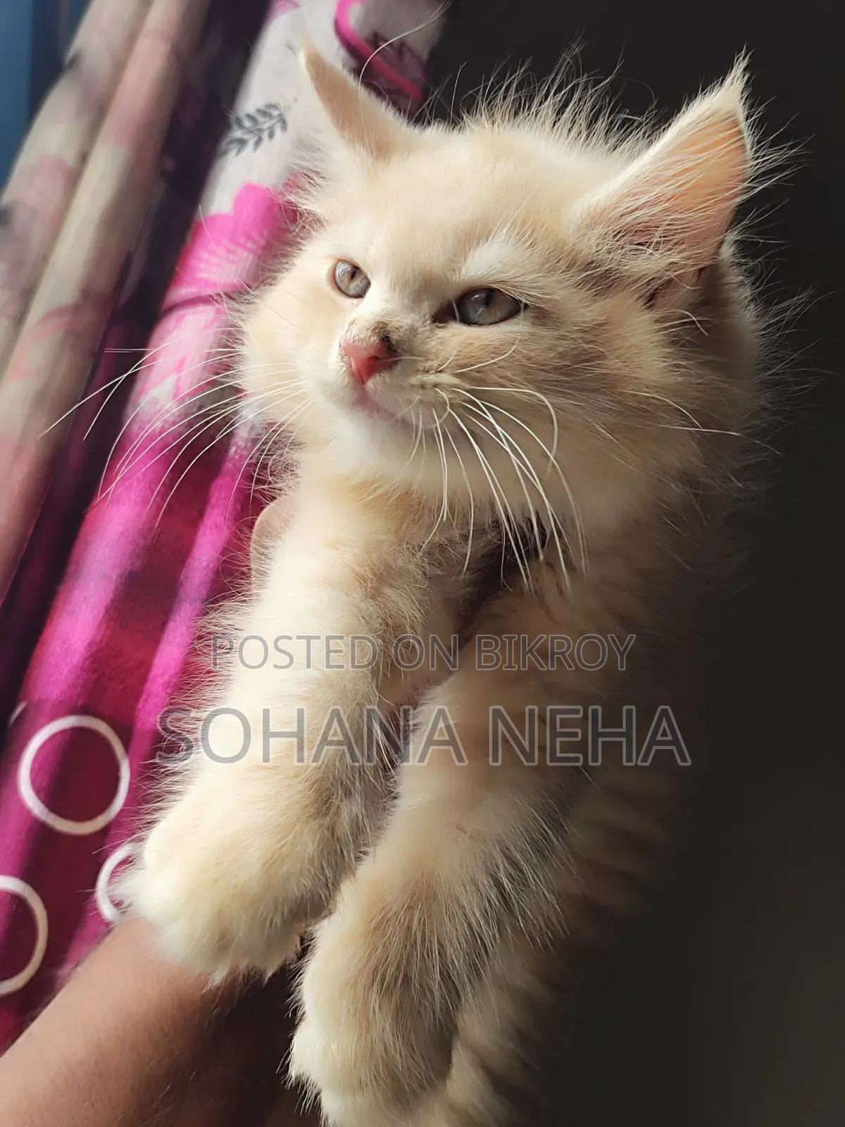 ১-৩ মাসের পুরুষ খাঁটি পার্সিয়ান
