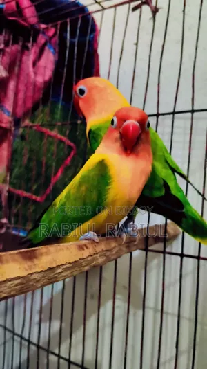 Love Bird 1 Pair