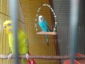 Budgerigar Birds With Cage And Everything Else Together