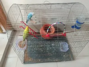 বাজিগর পাখি সাথে খাঁচা আর বাকি যা আসে সব একসাথে