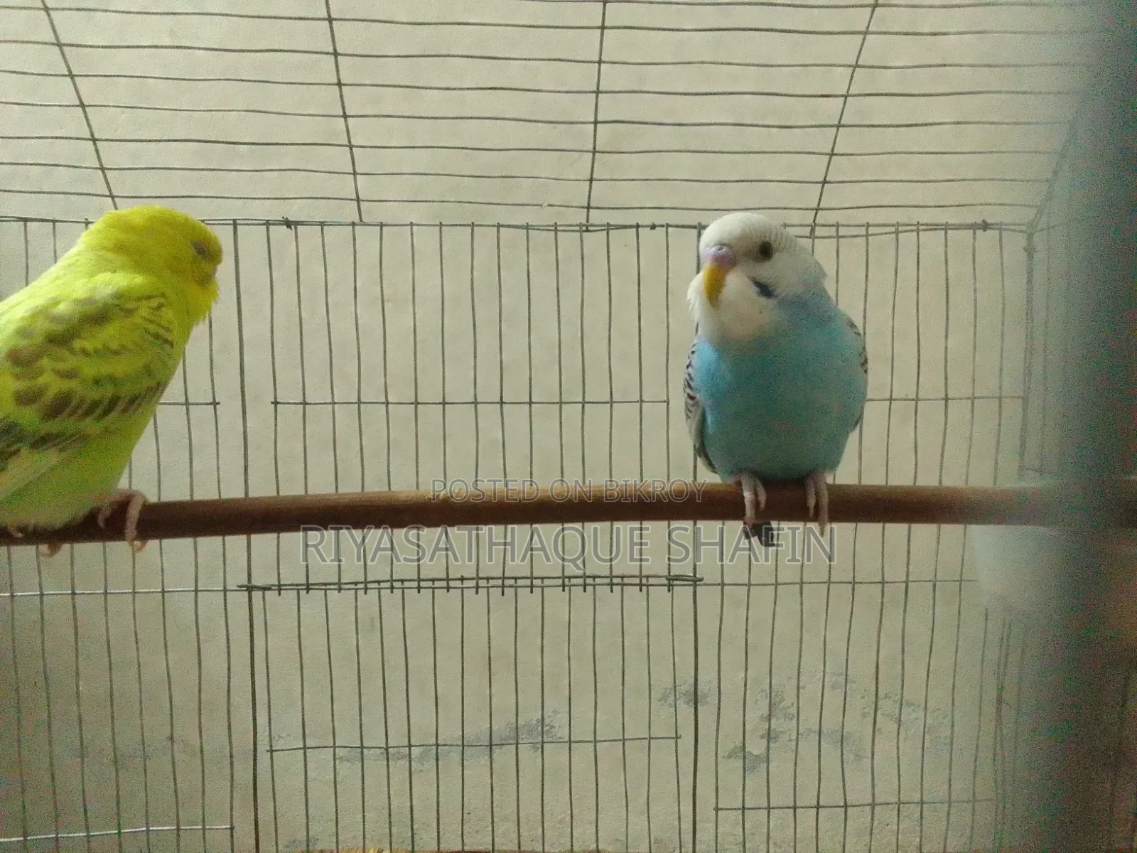 বাজিগর পাখি সাথে খাঁচা আর বাকি যা আসে সব একসাথে