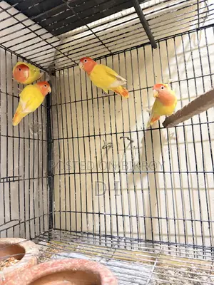 লাভবার্ড এবং ককাটিয়েল
