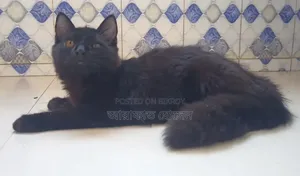 3-6 months Female Mixed Breed Persian