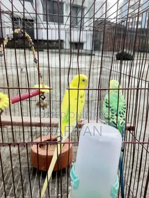 Budgerigar Bird