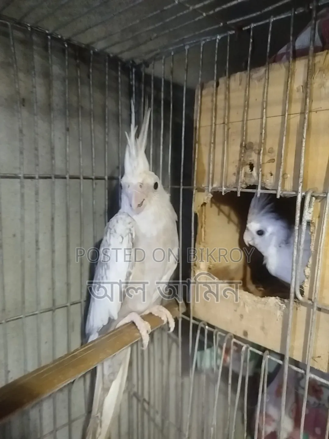 ককাটেল পাখি