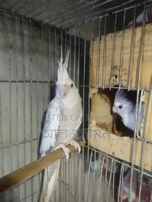 ককাটেল পাখি