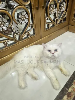 ১+ বছরের পুরুষ খাঁটি পার্সিয়ান