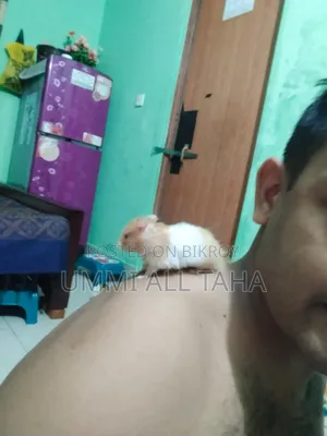 মেলমেল হ্যান্ডস্টার চঞ্চল এবং টেম সামনে পরীক্ষার কারণে বিক্রি করে দেব।
