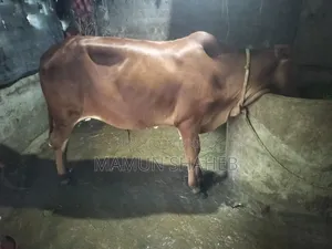Local Cow for Sale
