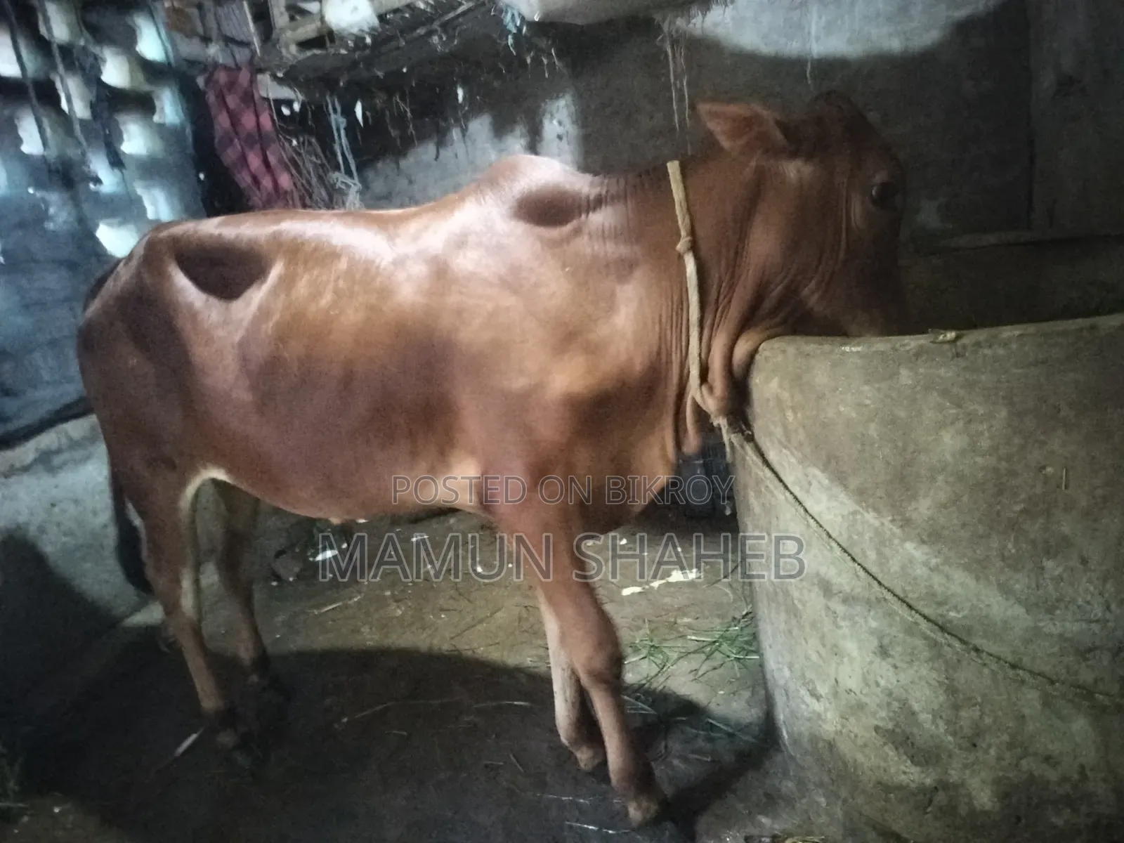 Local Cow for Sale