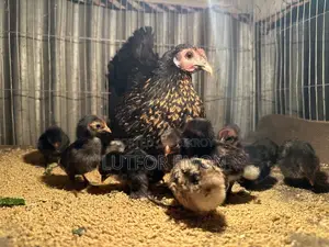 সখের মুরগি বিক্রি করবো ১৫ টি বাচ্চা সহ