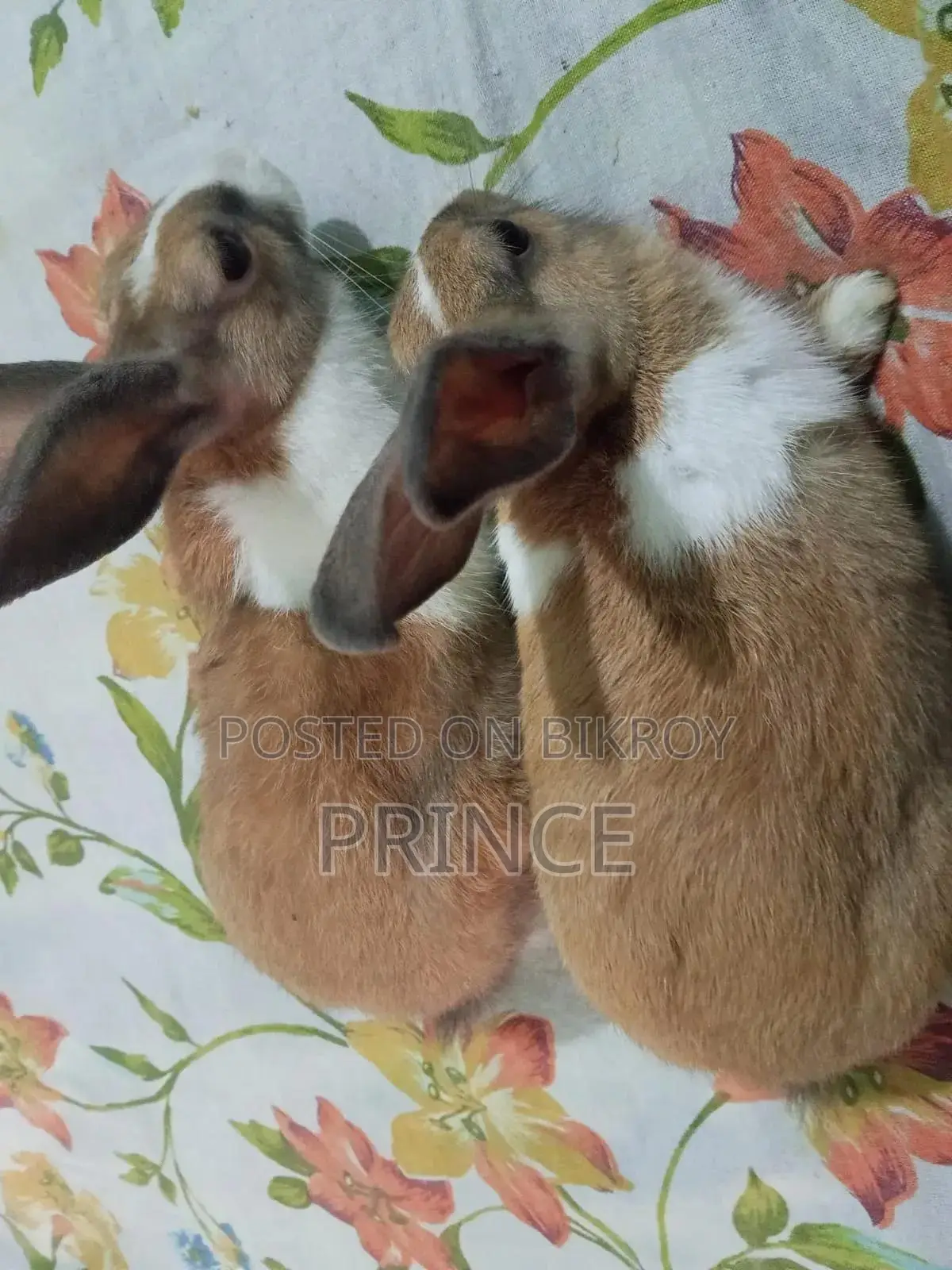 Rabbit Male Female Pair