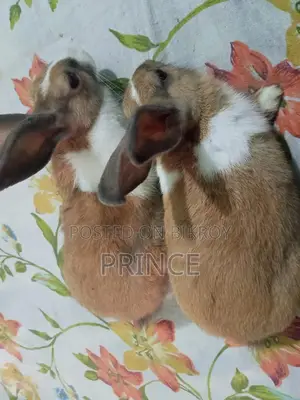 Rabbit Male Female Pair