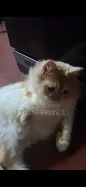 6-12 months Male Purebred Persian