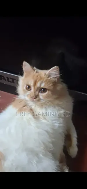 6-12 months Male Purebred Persian