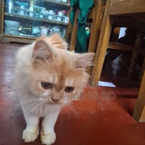 6-12 months Male Purebred Persian