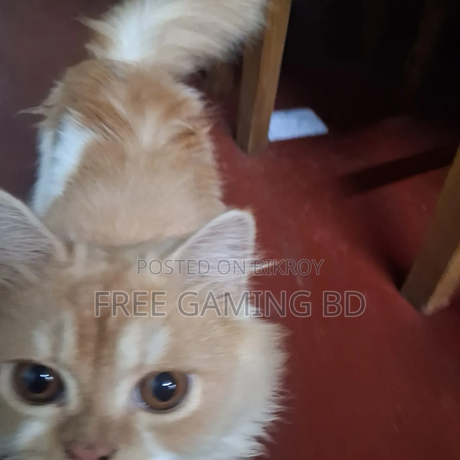 6-12 months Male Purebred Persian
