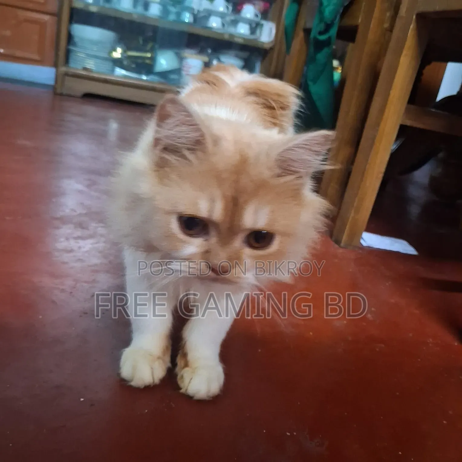 6-12 months Male Purebred Persian