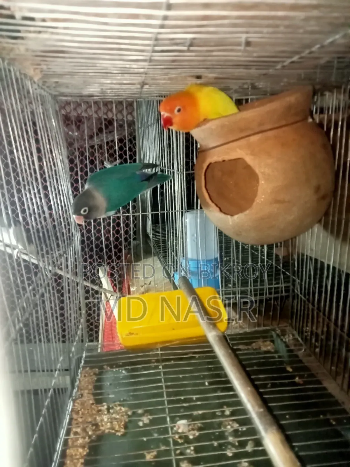 Urgent Love Bird for Sale