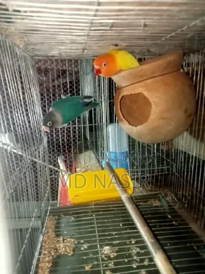 Urgent Love Bird for Sale