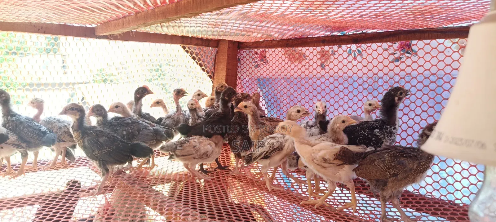 Deshi Chicken Chick