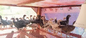 Deshi Chicken Chick