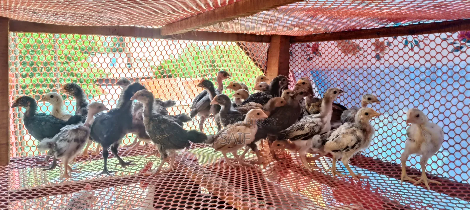 Deshi Chicken Chick