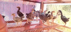 Deshi Chicken Chick