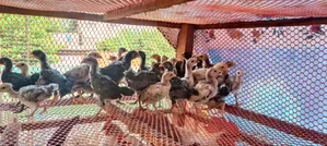 Deshi Chicken Chick
