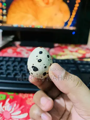 কোয়েলের ডিম