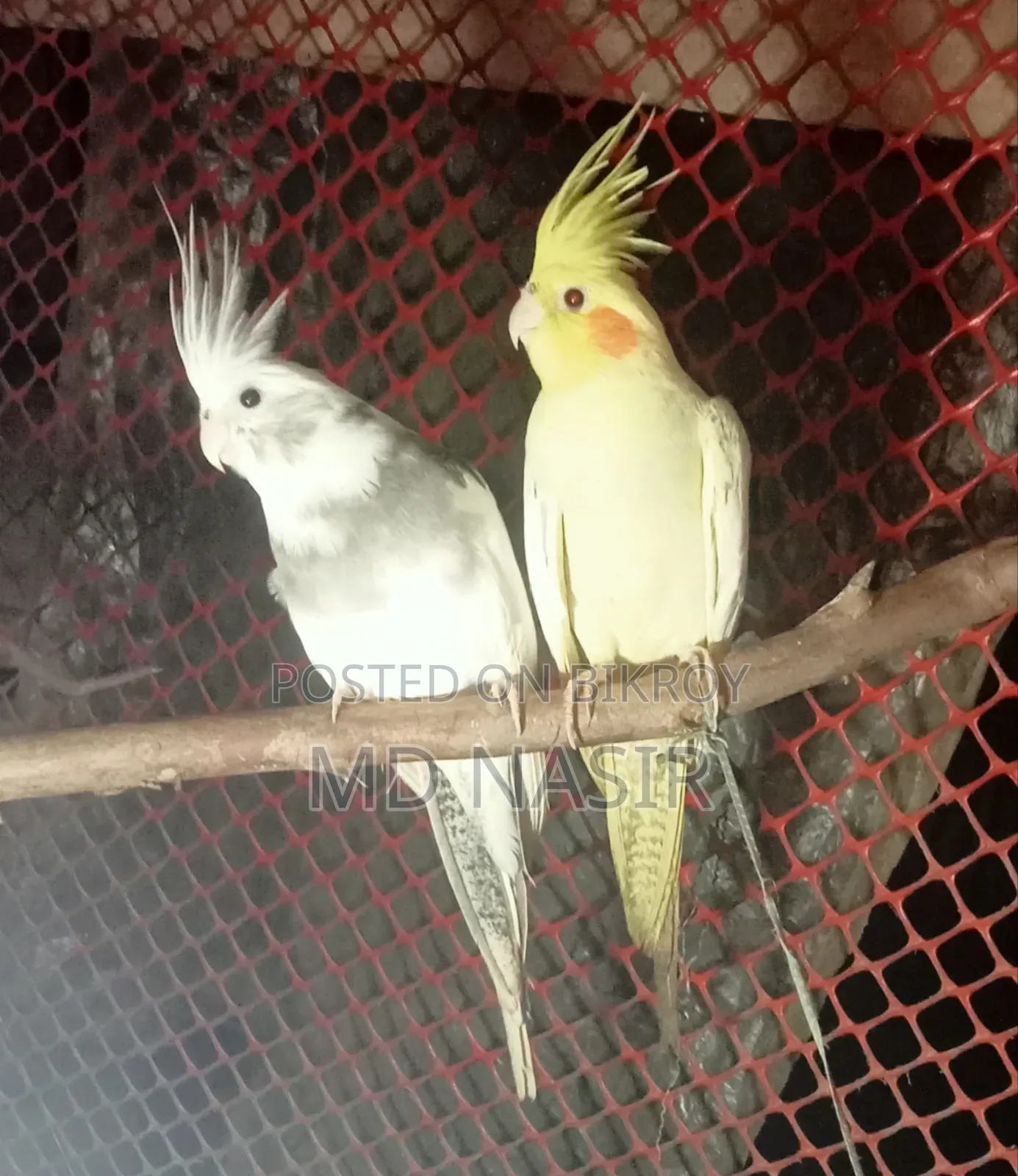 Urgent Pair of Cockatiels for Sale