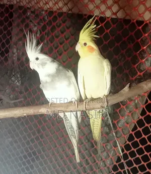 Urgent Pair of Cockatiels for Sale