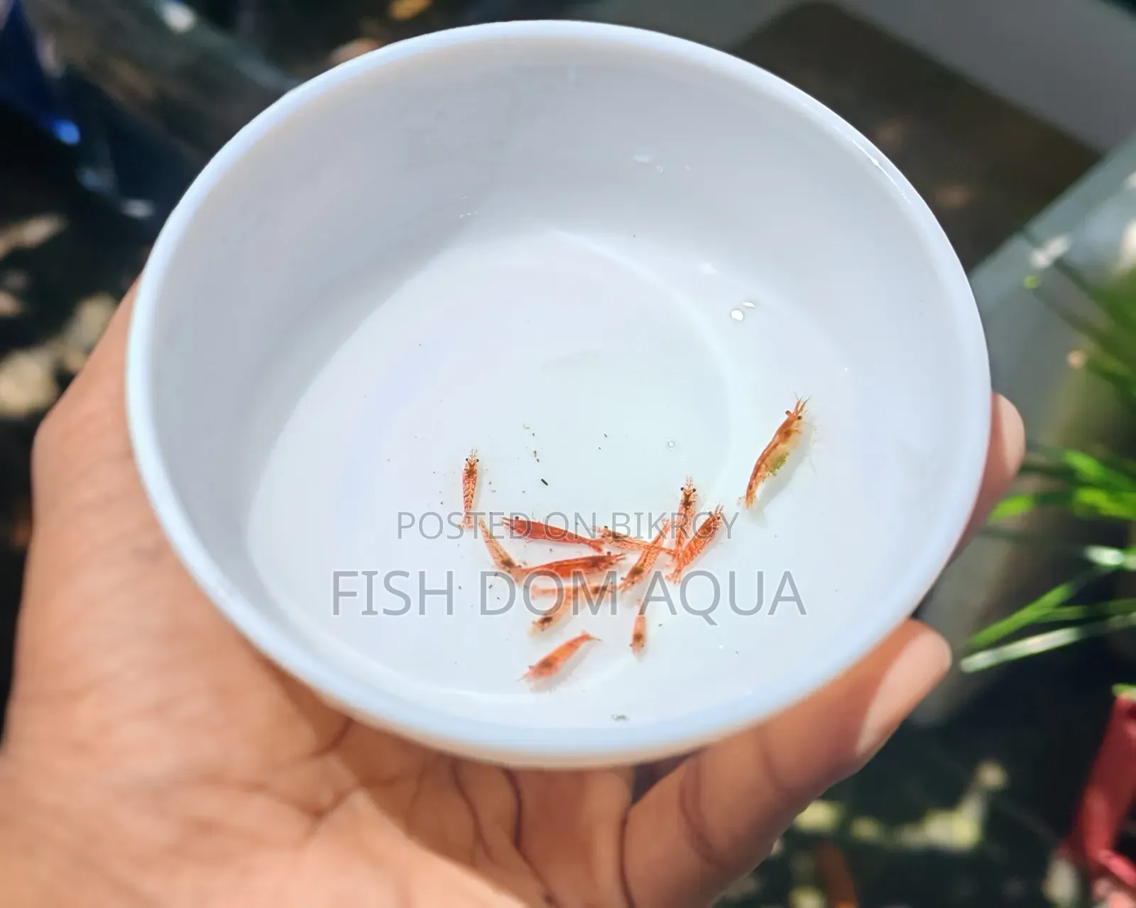 Cherry Red Shrimp