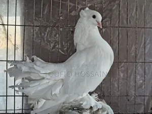 Lakha Pigeon