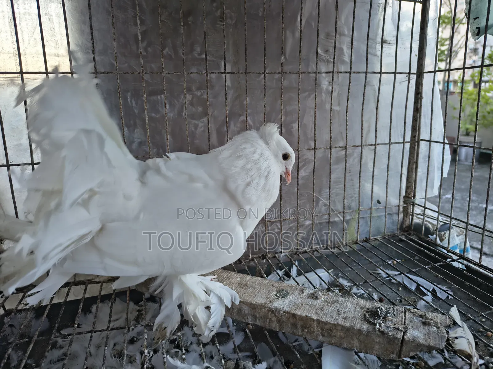 Lakha Pigeon