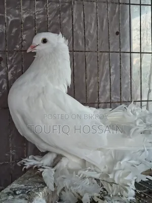 Lakha Pigeon