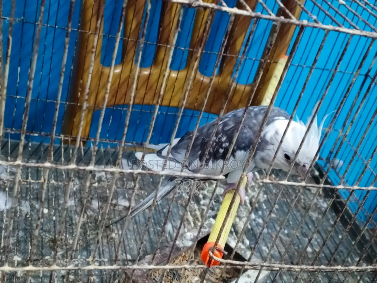 Cockatiel Bird
