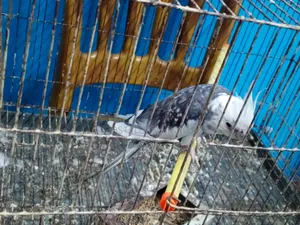 Cockatiel Bird
