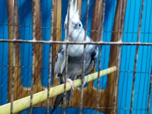 Cockatiel Bird