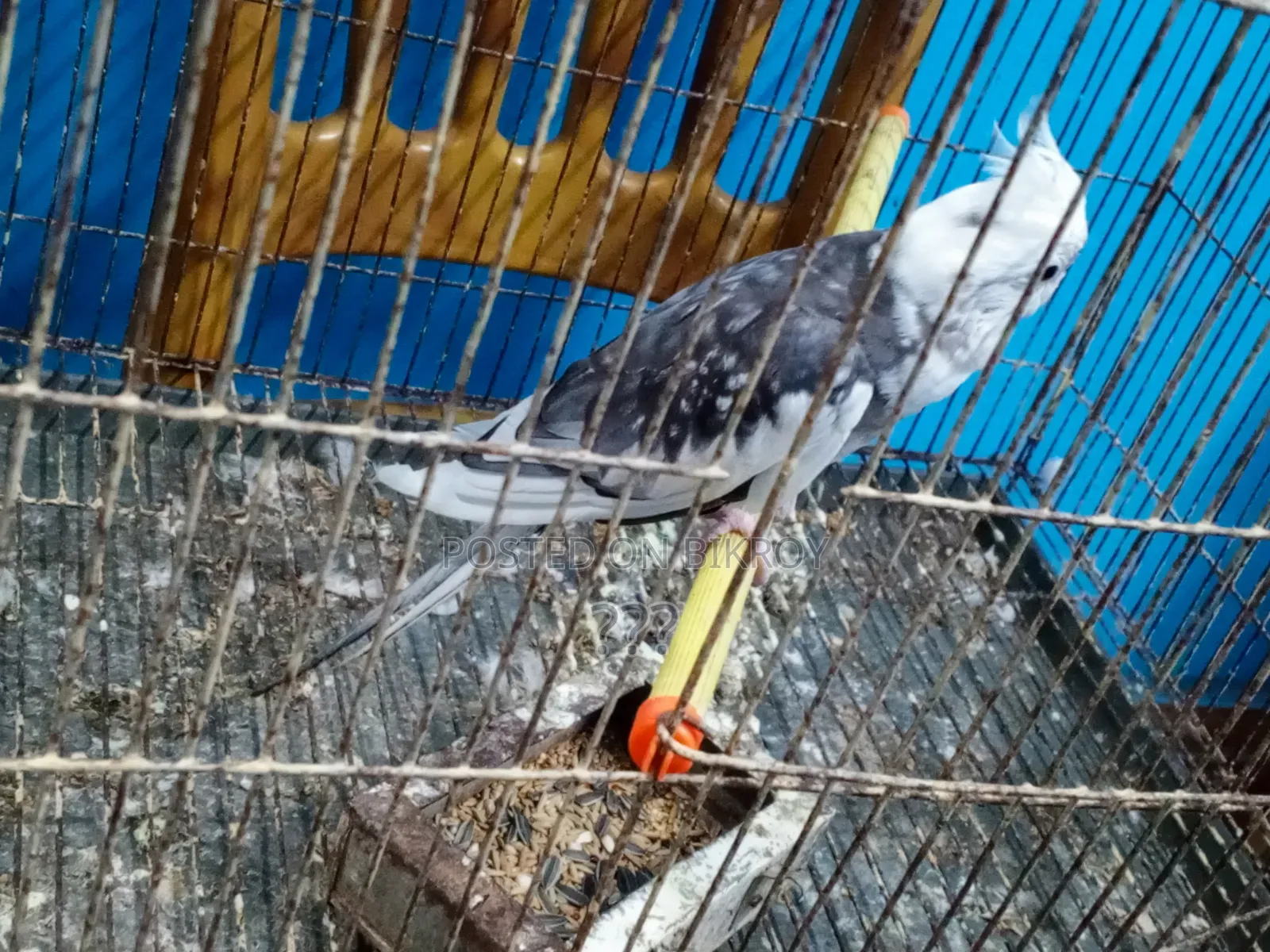 Cockatiel Bird