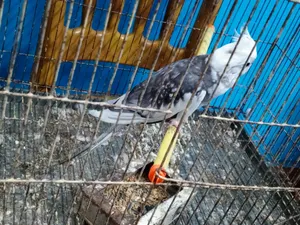 Cockatiel Bird