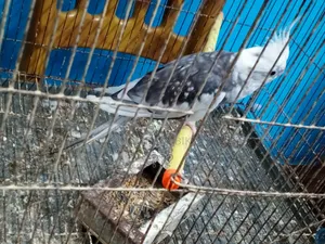 Cockatiel Bird