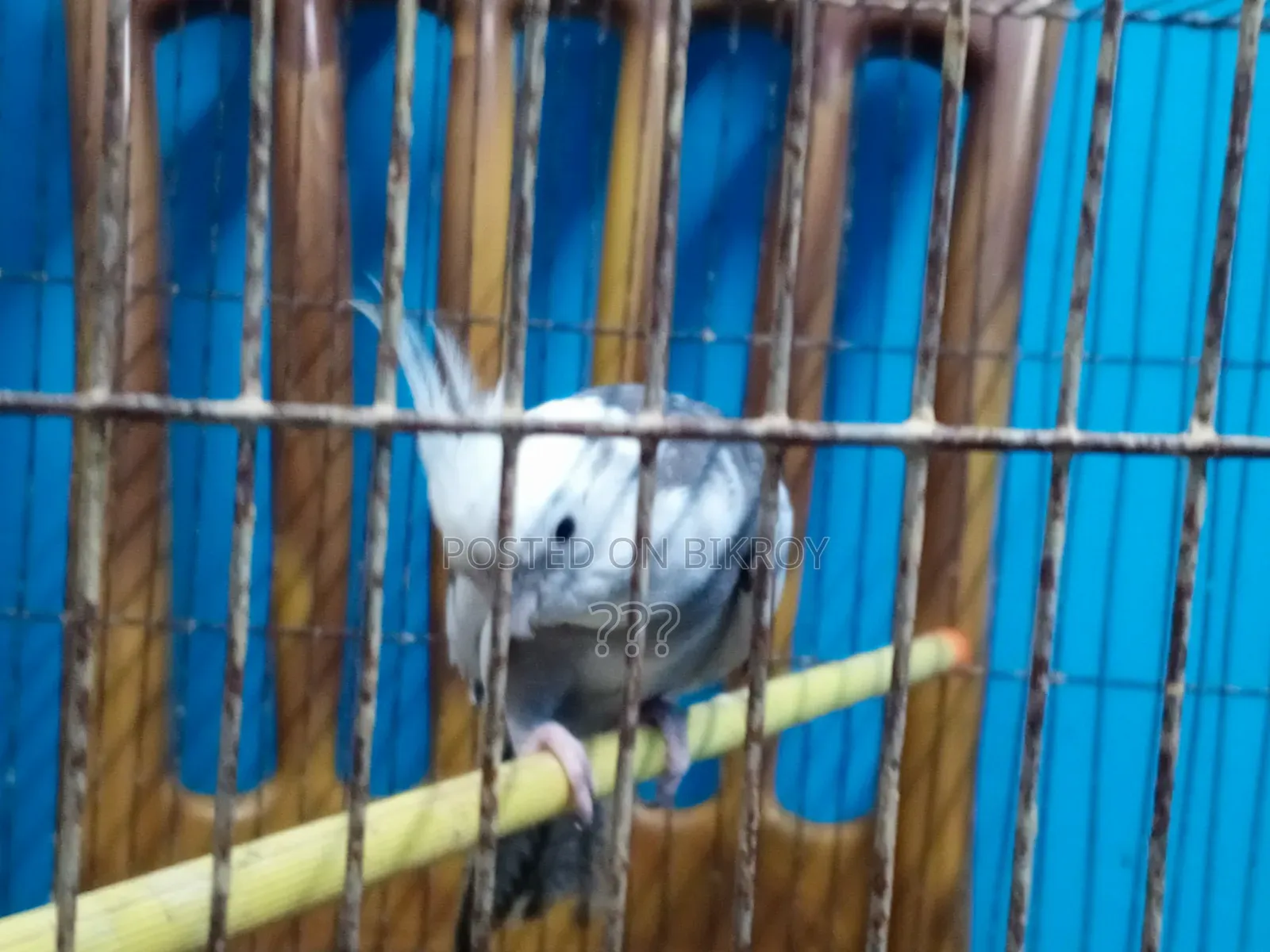 Cockatiel Bird