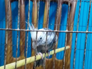 Cockatiel Bird